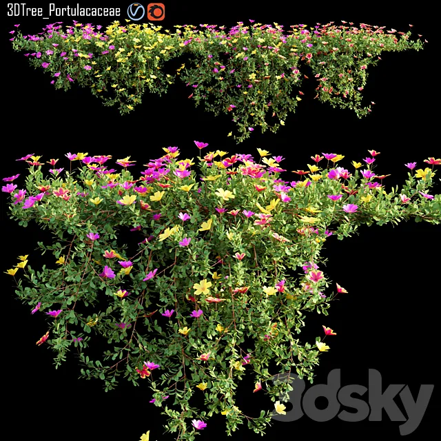 Portulacaceae 02 3ds Max