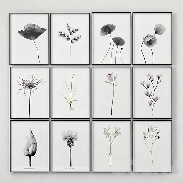 Posters with images of plants 3ds Max