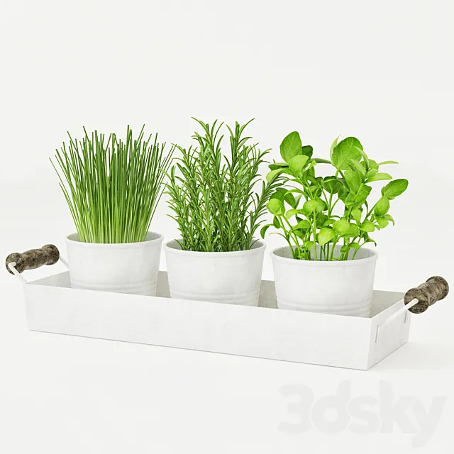 Pots of herbs 3DSMax File