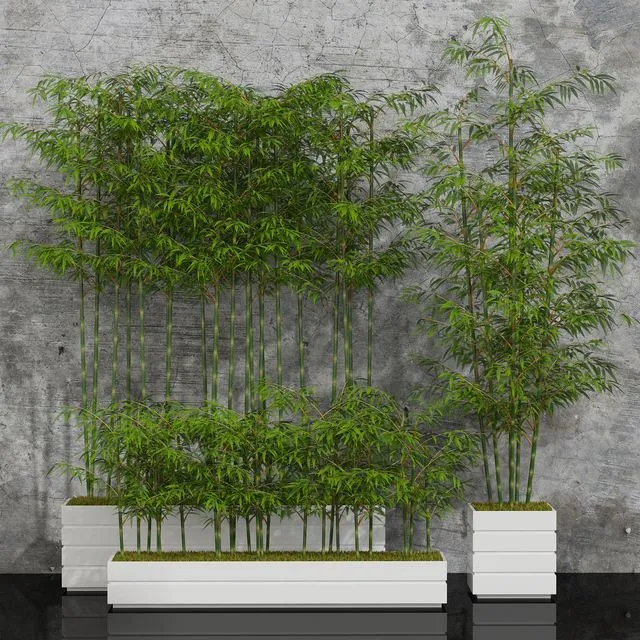 Potted bamboo 01 3dsMax Model