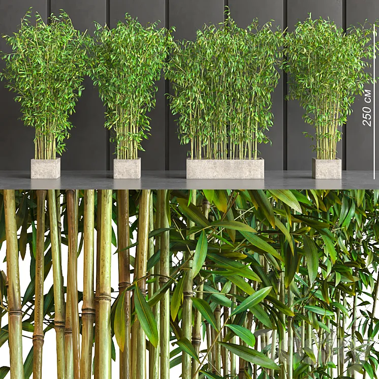 potted bamboo 3DS Max