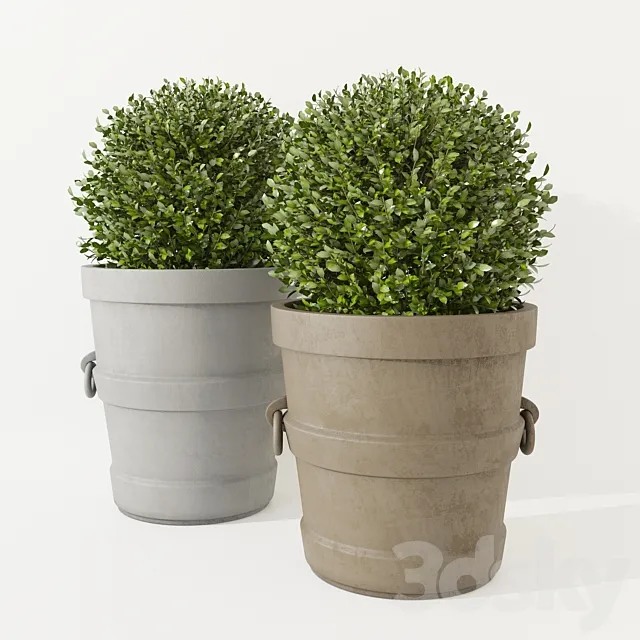 Potted Boxwood Restoration Hardware 3ds Max