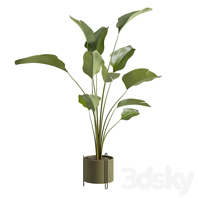 Potted Calathea Lutea 3ds Max