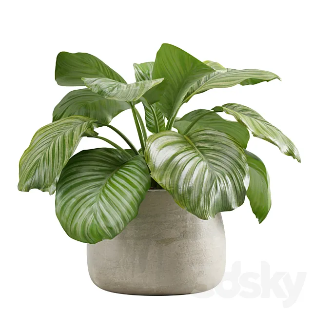 Potted calathea orbifolia 3ds Max