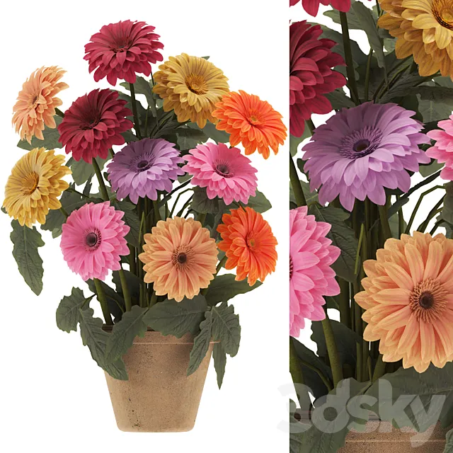 Potted Gerbera Daisy 3dsMax Model