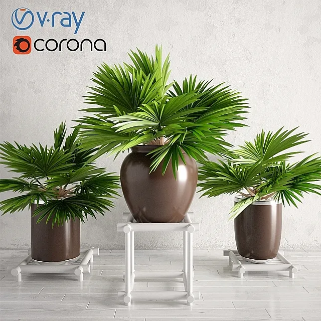 Potted Palm Plants Collection 003 3ds Max