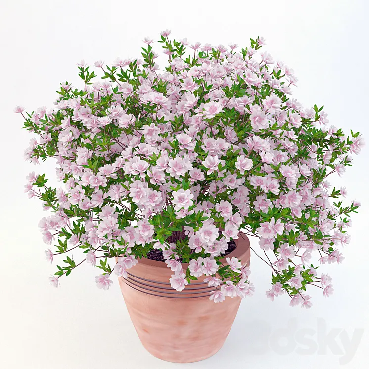 potted plant Azalea_001 3DS Max