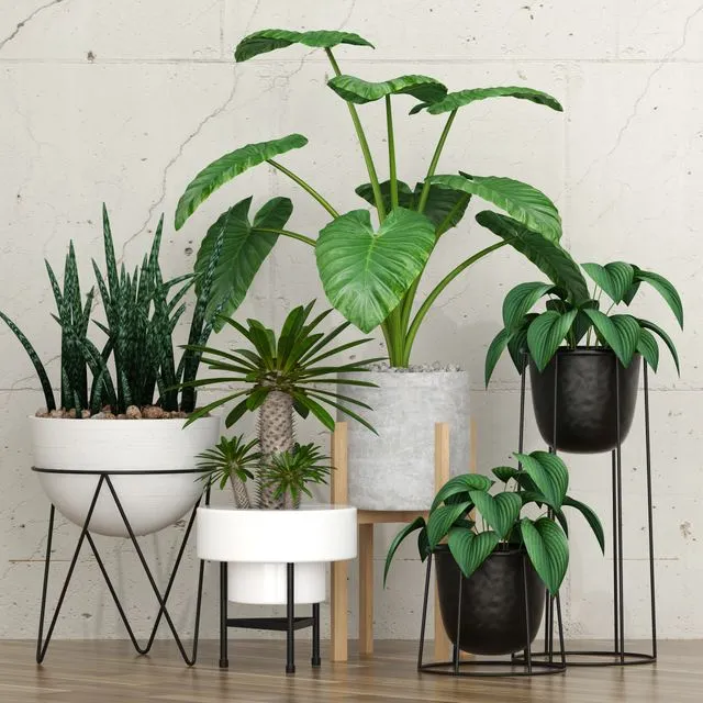 Potted plants 09 3dsMax Model