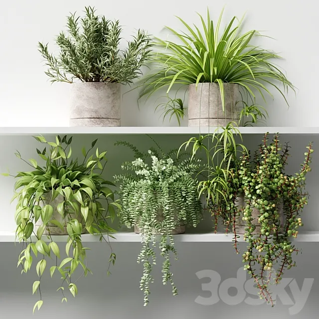 Potted plants on the shelf 3ds Max