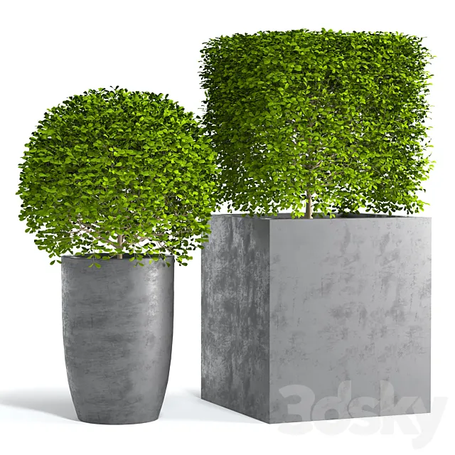 Potted Topiary Buxus 01 3dsMax Model