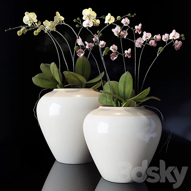 potterybarn. Orchid 3DSMax File