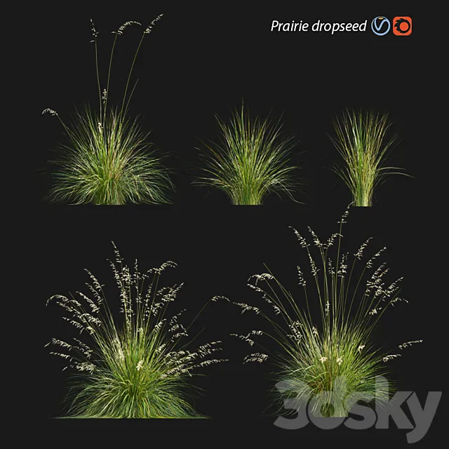 Prairie dropseed | Sporobolus heterolepis 3ds Max