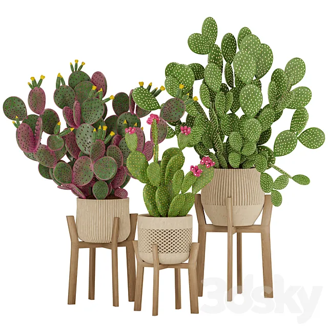 Prickly Cactus Set 3ds Max