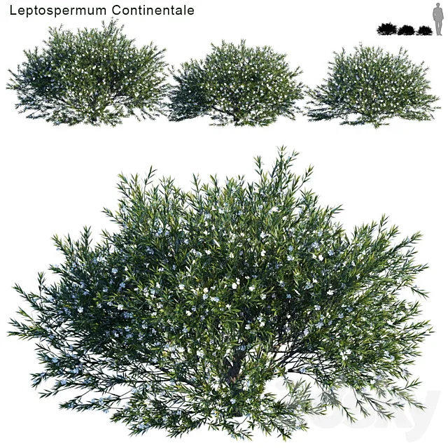 Prickly Tea-tree | Leptospermum Continentale # 1 3ds Max