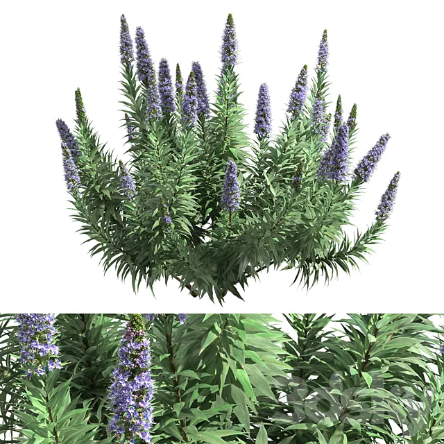 Pride of Madeira – Echium candicans 3ds Max