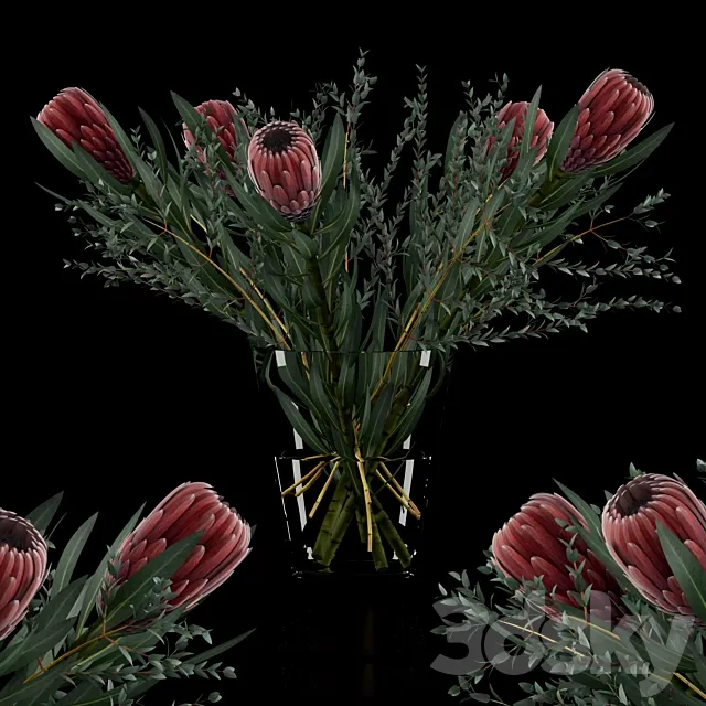 Protea & Eucalyptus parvifolia 3ds Max
