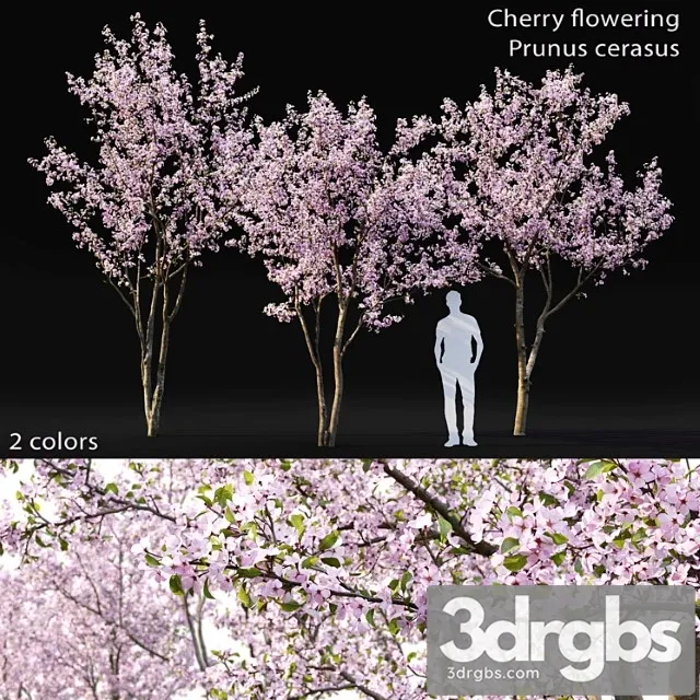 Prunus Cerasus 3dsmax Download