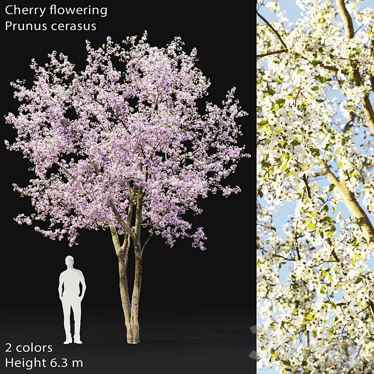 Prunus cerasus | Cherry flowering # 2 3DS Max