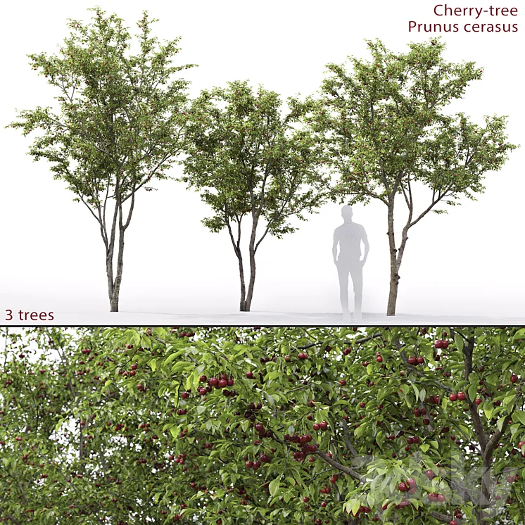 Prunus cerasus | Cherry-tree # 1 3DS Max