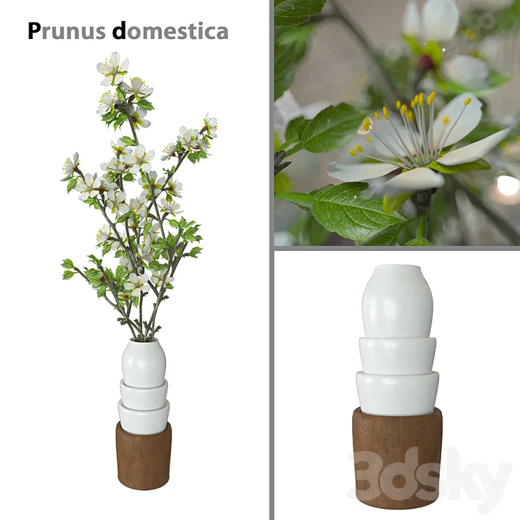 Prunus domestica 3DS Max