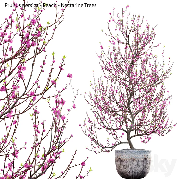 Prunus persica – Peach – Nectarine Trees – 01 3DS Max Model