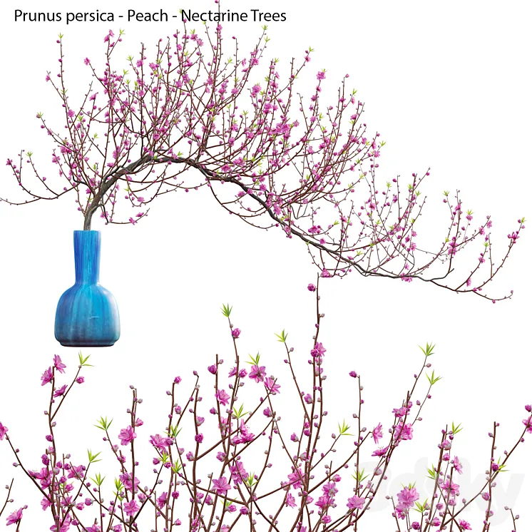 Prunus persica – Peach – Nectarine Trees – 04 3DS Max Model