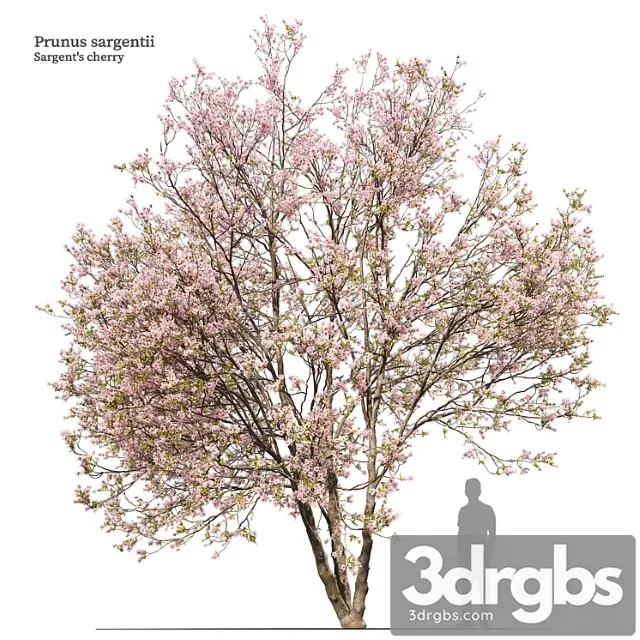 Prunus Sargentii 3dsmax Download