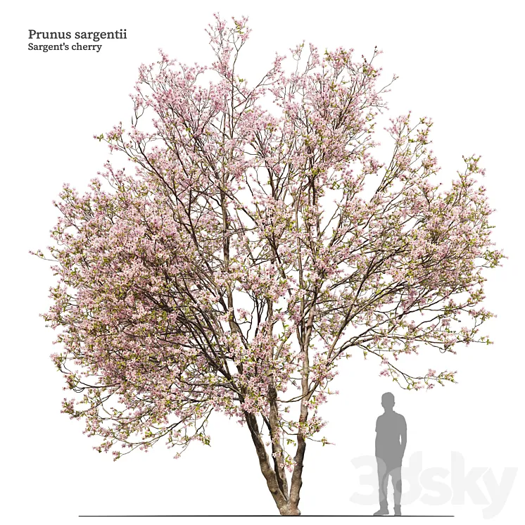 Prunus sargentii 3DS Max Model