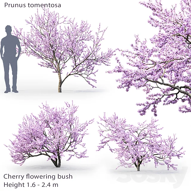 Prunus tomentosa | Cherry flowering bush # 1 3ds Max