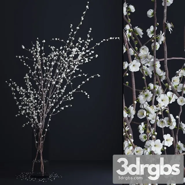 Prunus White Blossom 3dsmax Download