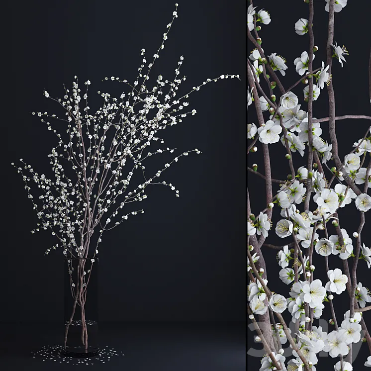 Prunus White Blossom 3DS Max
