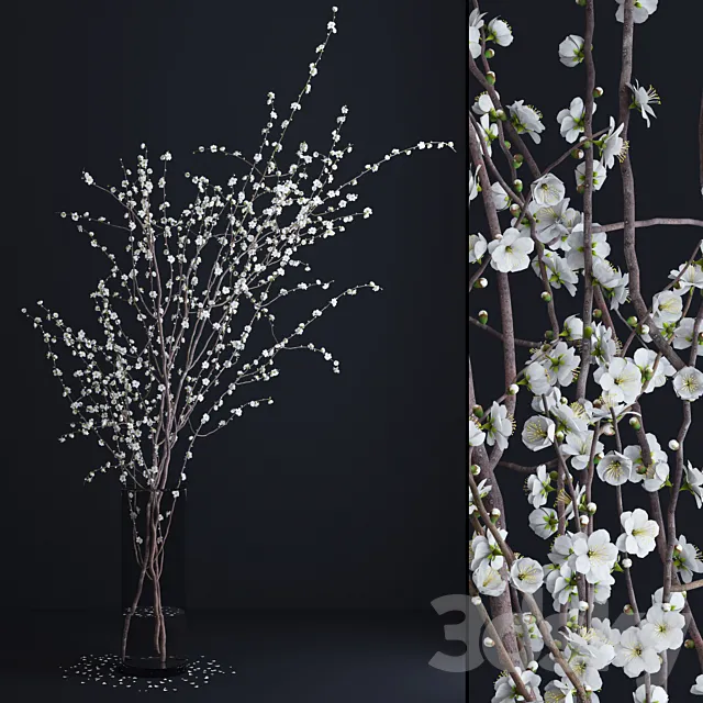 Prunus White Blossom 3DSMax File