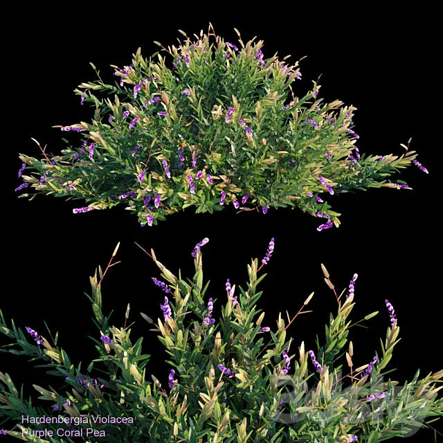 Purple coral pea 3ds Max