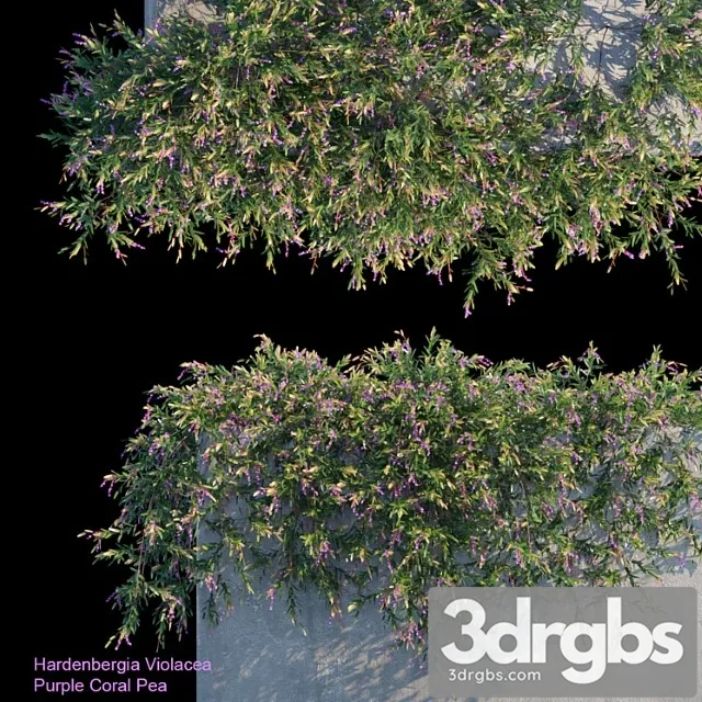 Purple Coral Pea Creeper 3dsmax Download