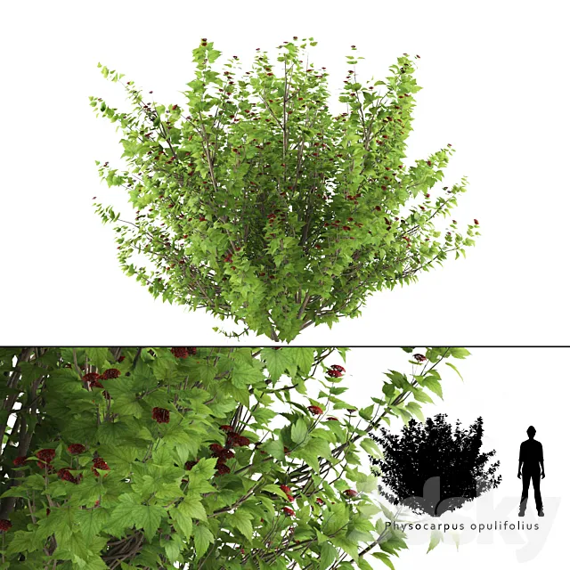 Pustyrplodnik kalinistilny bush | Physocarpus opulifolius 3ds Max