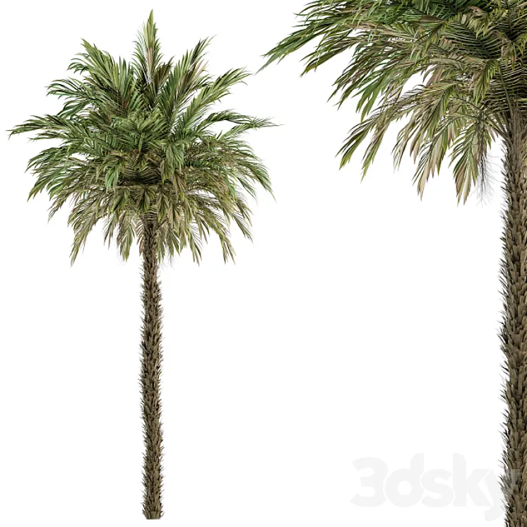 Pygmy Date Palm – Tree Set 51 3DS Max Model