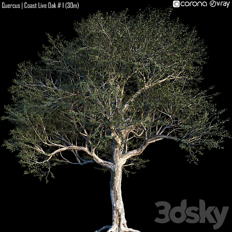 Quercus | Coast Live Oak # 1 (30m) 3DS Max