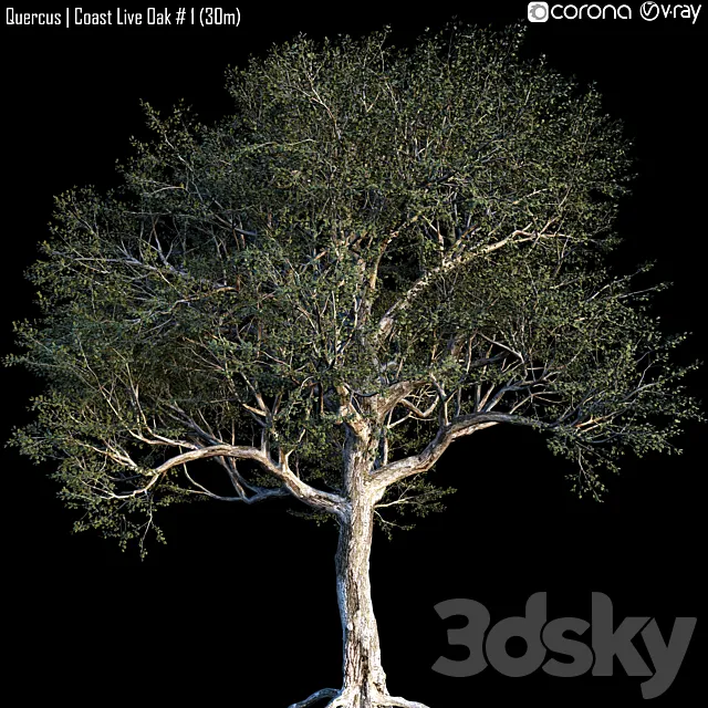 Quercus | Coast Live Oak # 1 (30m) 3DSMax File