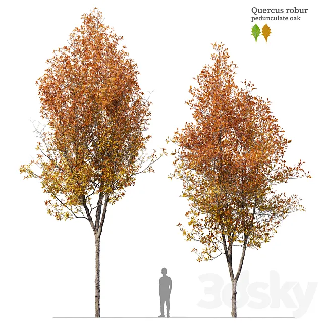 Quercus robur 3DS Max Model