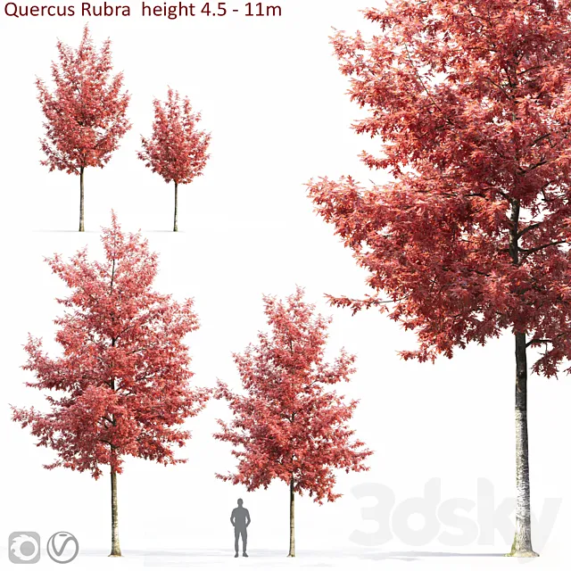 Quercus Rubra 3DS Max Model