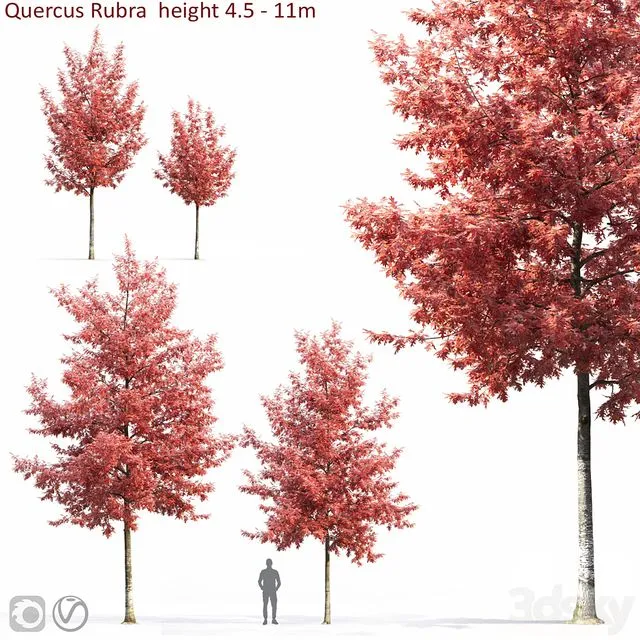 Quercus Rubra 3dsMax Model
