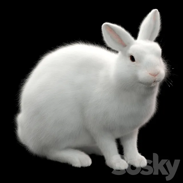 Rabbit 3DS Max Model