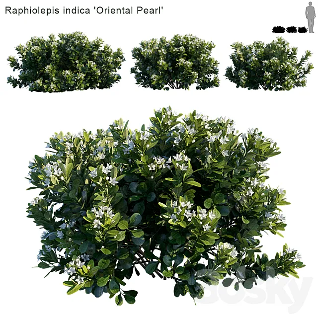 Raphiolepis indica | Oriental Pearl 3ds Max