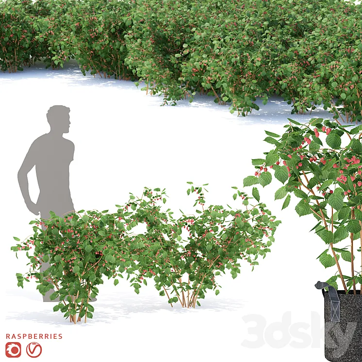 Raspberry bushes | Raspberries 3DS Max