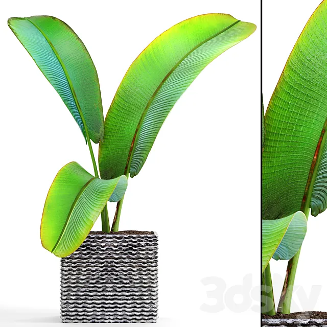 Ravenala Ravenala strelitzia bushes thickets exotic outdoor pot flowerpot banana bushes ravenala 3ds Max