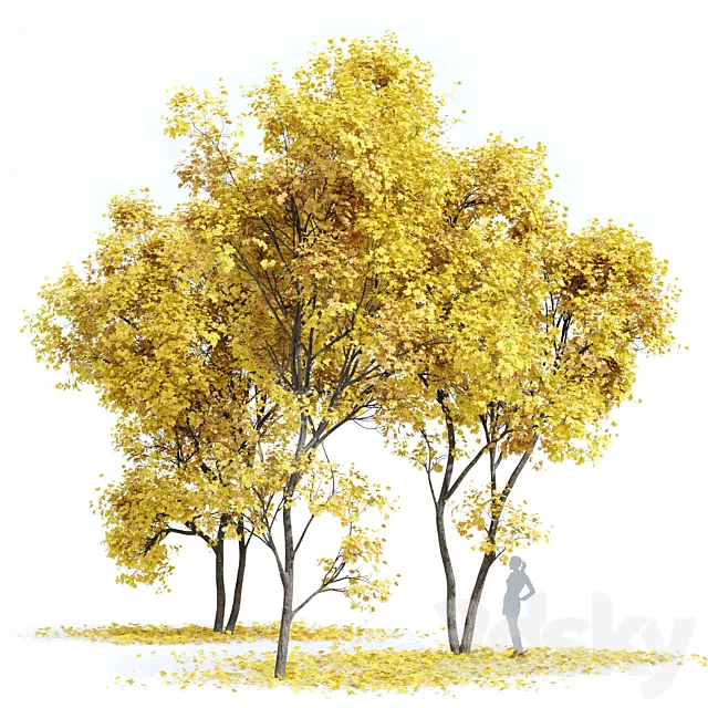 Real Tree Acer Saccharinum Fall 3ds Max