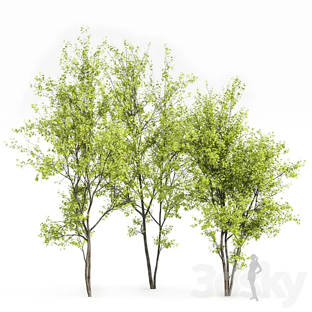 Real Tree Acer Saccharinum Spring 3ds Max