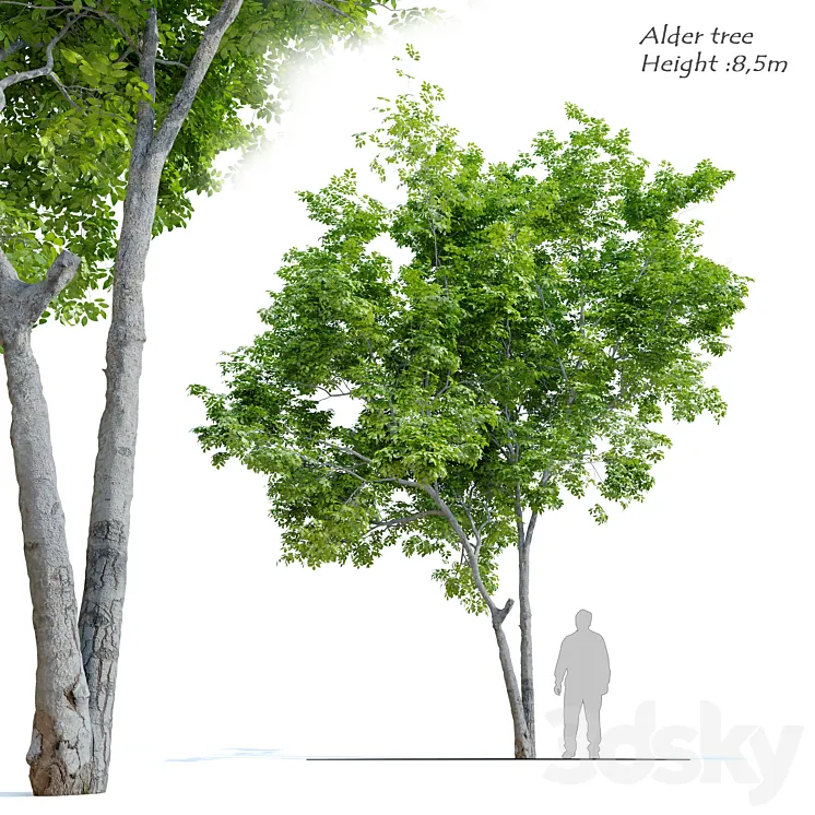 Red Alder (Alnus rubra) 3DS Max