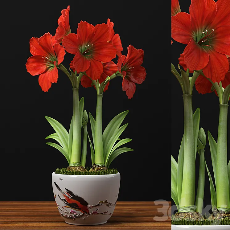 RED AMARYLLIS 3DS Max