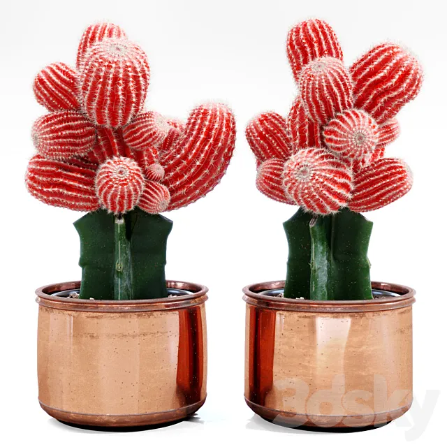 Red Cactus 3DSMax File